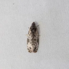 Apotomis albeolana thumbnail 4