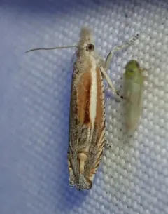 Striped Eucosma Moth thumbnail 4