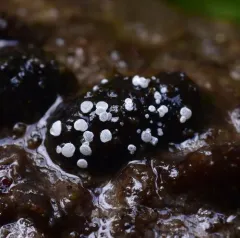 Polydesmia pruinosa thumbnail 2