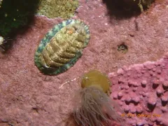 Mottled Red Chiton thumbnail 3