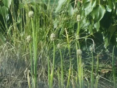 Welsh Onion thumbnail 2
