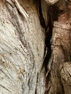 Sclerophora amabilis thumbnail 3