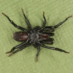 Black Purseweb Spider thumbnail 2