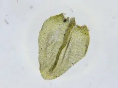 Elegant Beaked Moss thumbnail 4