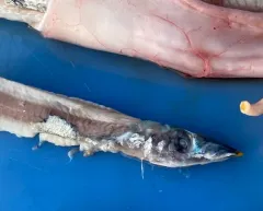 Pacific Saury thumbnail 3