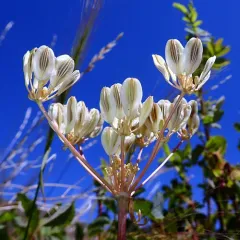 canby's lomatium thumbnail 2