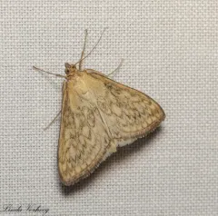 Dimorphic Sitochroa Moth thumbnail 4