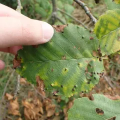 Alder Leaf Gall Mite thumbnail 1