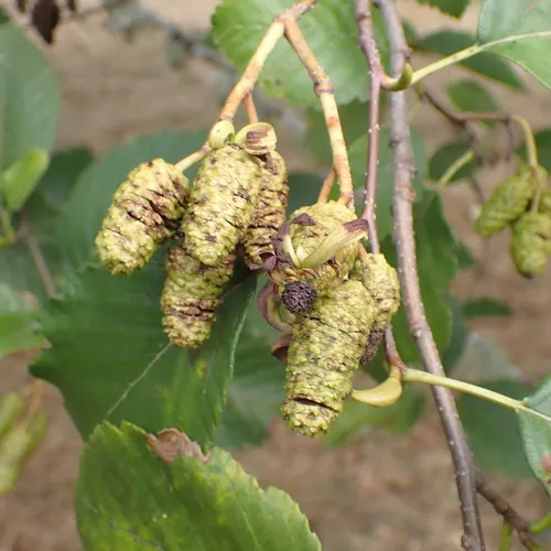 Western American Alder Tongue Gall
