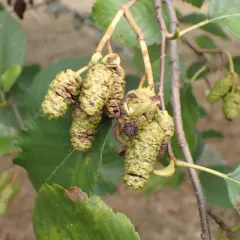 Western American Alder Tongue Gall thumbnail 1