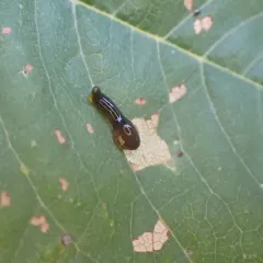 Cherry Slug Sawfly thumbnail 2