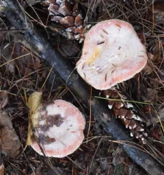 Lactarius subpurpureus thumbnail 3