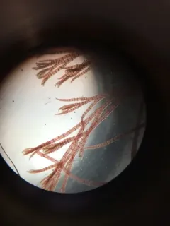 Polysiphonia stricta thumbnail 2