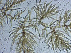 Draparnaldia glomerata thumbnail 3