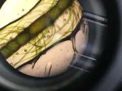 Rhizoclonium tortuosum thumbnail 1