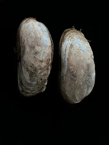 Neotrapezium liratum