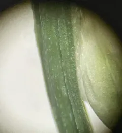 Nerveless Woodland Sedge thumbnail 1