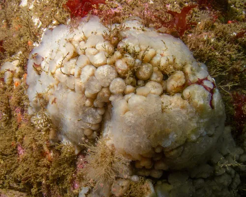 Atlantic Sea Pork