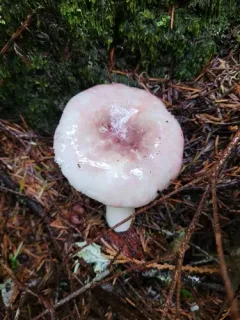 Russula phoenicea thumbnail 3