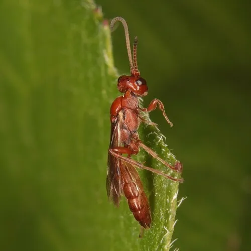 Colpognathus helvus