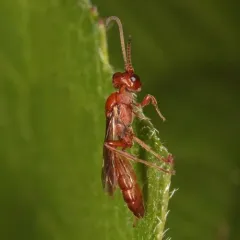 Colpognathus helvus thumbnail 1