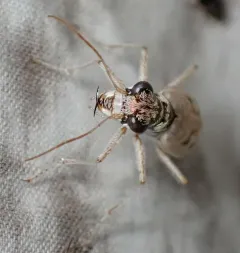 Ghost Tiger Beetle thumbnail 2