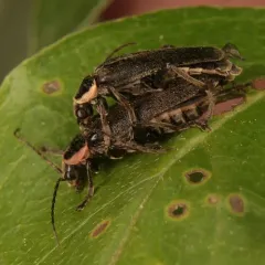 Neglected Soldier Beetle thumbnail 4
