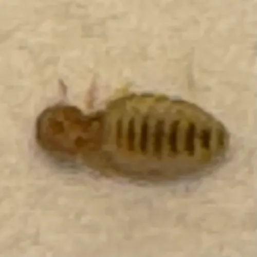 goat biting louse