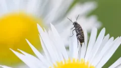 Blistered Tumbling Flower Beetle thumbnail 4