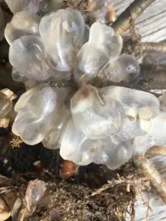 Icy Tunicate thumbnail 2