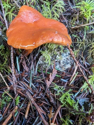 Lactarius subviscidus