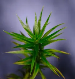 Bank Haircap Moss thumbnail 3
