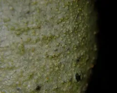 Bark Barnacles thumbnail 4