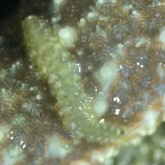 Frilled Commensal Scaleworm thumbnail 3