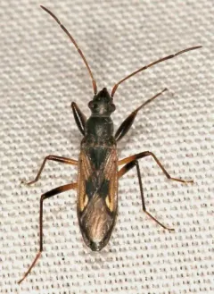 Ligyrocoris latimarginatus thumbnail 4