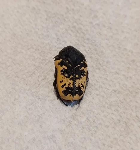 Gymnetis merops