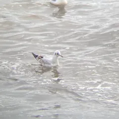 Black-headed Gull thumbnail 4
