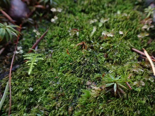 Curve-leaved Ditrichum