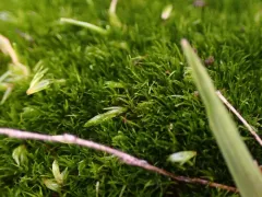 Fragile Swan-neck Moss thumbnail 1