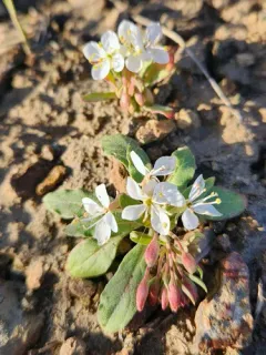 Booth's Evening Primrose thumbnail 2