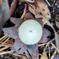 Hygroscopic Earthstar thumbnail 1