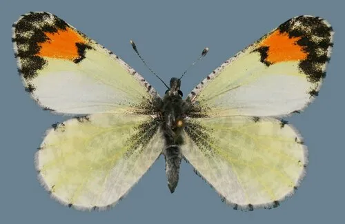 Southwestern Orangetip