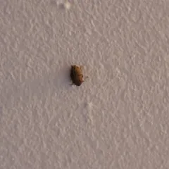 Locust Seed Beetle thumbnail 4