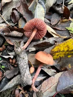 Laccaria affinis thumbnail 2
