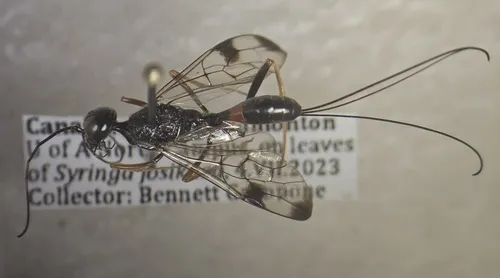 Pristaulacus strangaliae