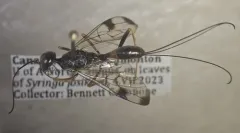 Pristaulacus strangaliae thumbnail 1