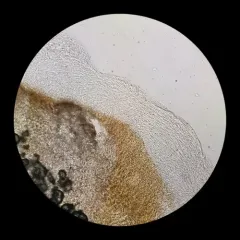 girdled webcap thumbnail 4