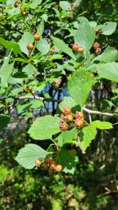 fleshy hawthorn thumbnail 1