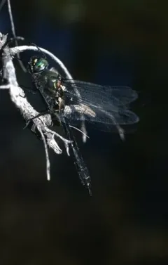 Treeline Emerald thumbnail 2