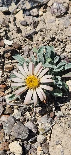 Nevada grounddaisy